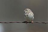 Vesper Sparrowborder=